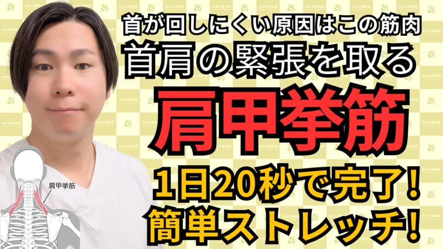 首の動きの “引っかかり”を肩甲挙筋ストレッチで改善｜自由が丘あゆむ整体院